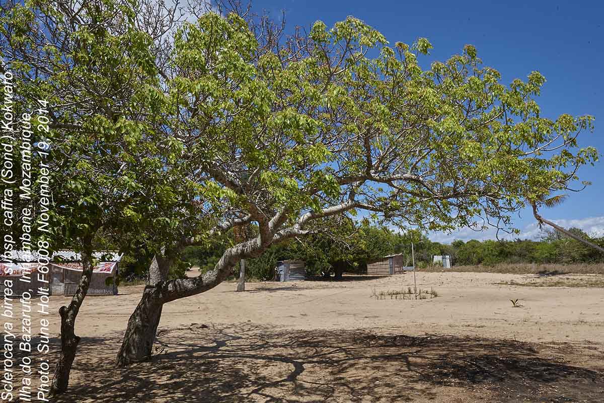 Sclerocarya birrea subsp. afra