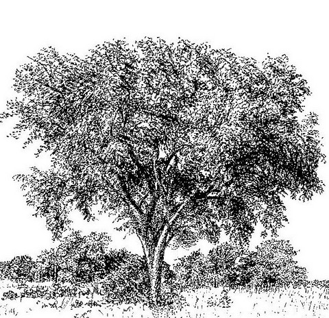 Sclerocarya birrea subsp. afra