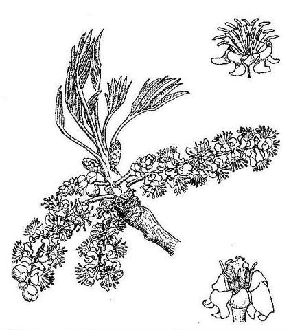 Sclerocarya birrea subsp. afra