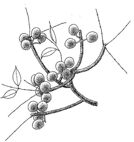Sclerocarya birrea subsp. afra