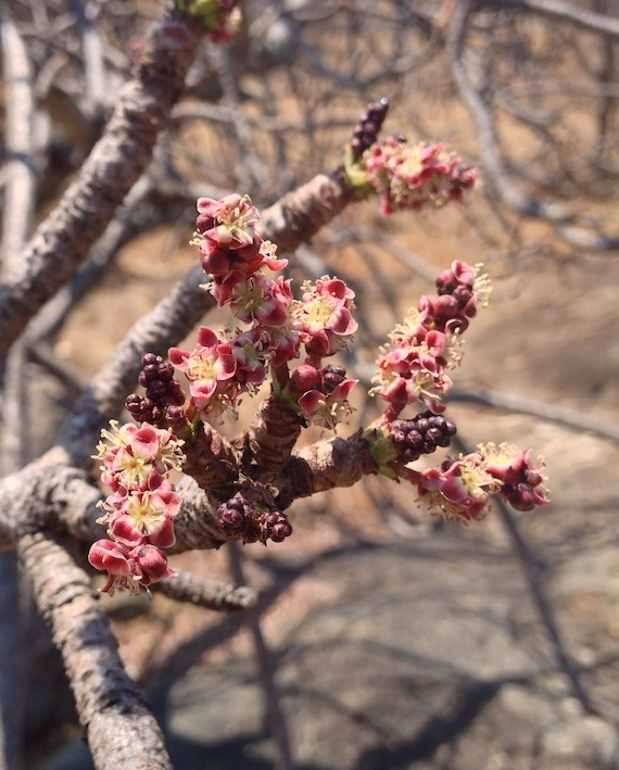 Sclerocarya birrea subsp. afra