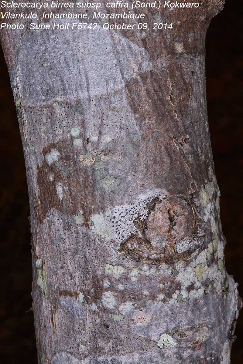 Sclerocarya birrea subsp. afra Sclerocarya birrea subsp. afra