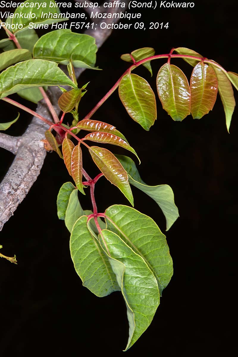 Sclerocarya birrea subsp. afra