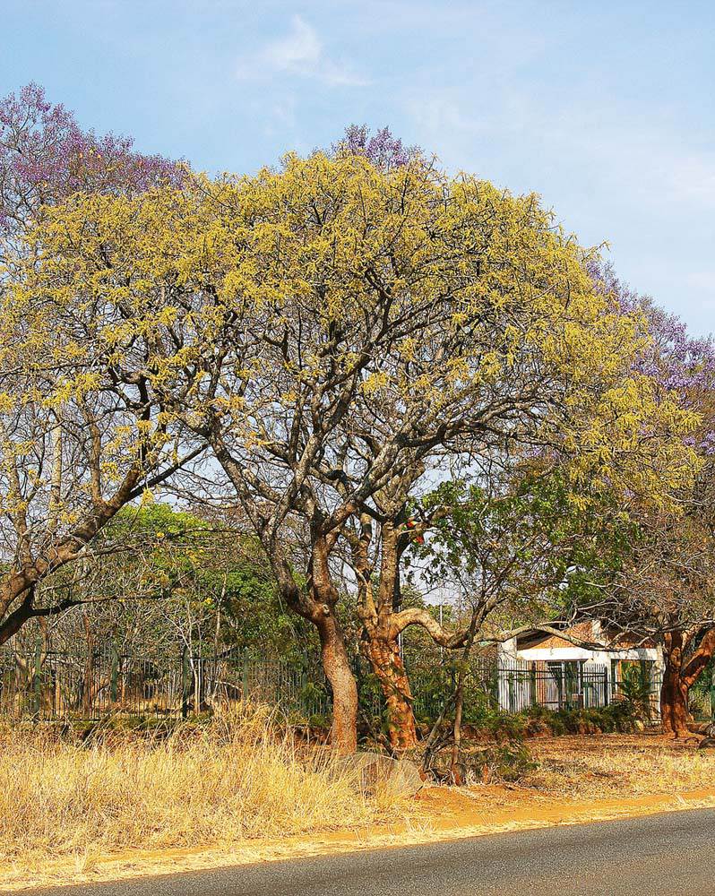 Lannea discolor Lannea discolor