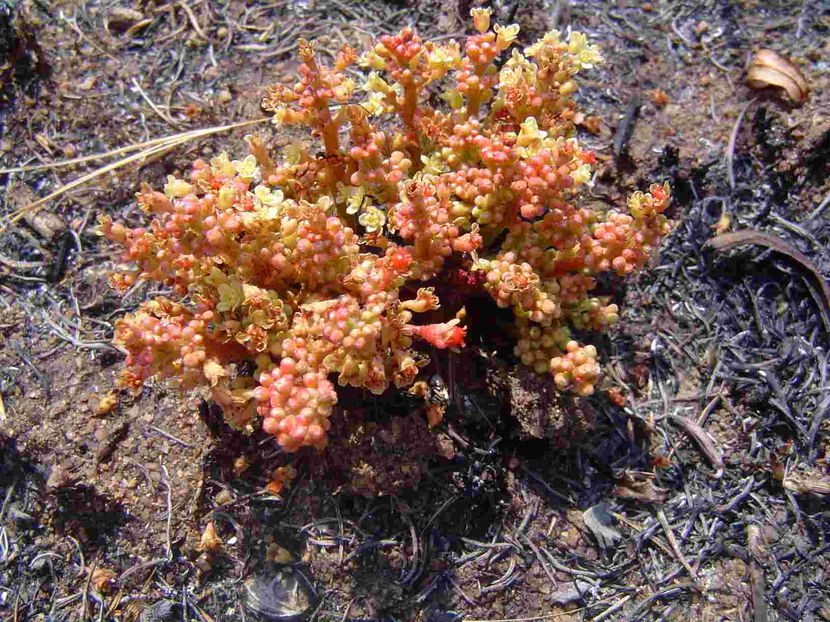 Lannea edulis