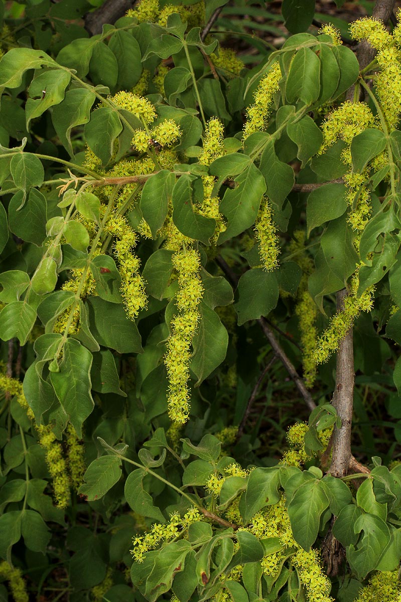 Lannea schweinfurthii var. tomentosa
