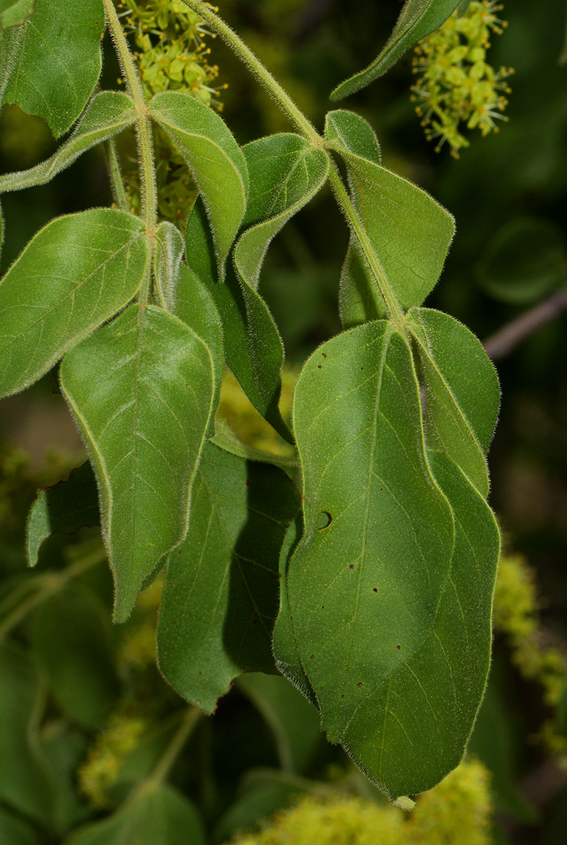 Lannea schweinfurthii var. tomentosa Lannea schweinfurthii var. tomentosa
