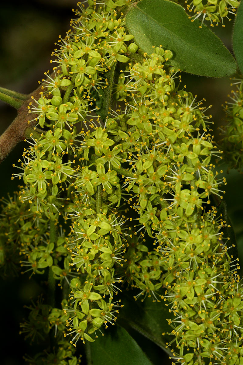 Lannea schweinfurthii var. tomentosa Lannea schweinfurthii var. tomentosa