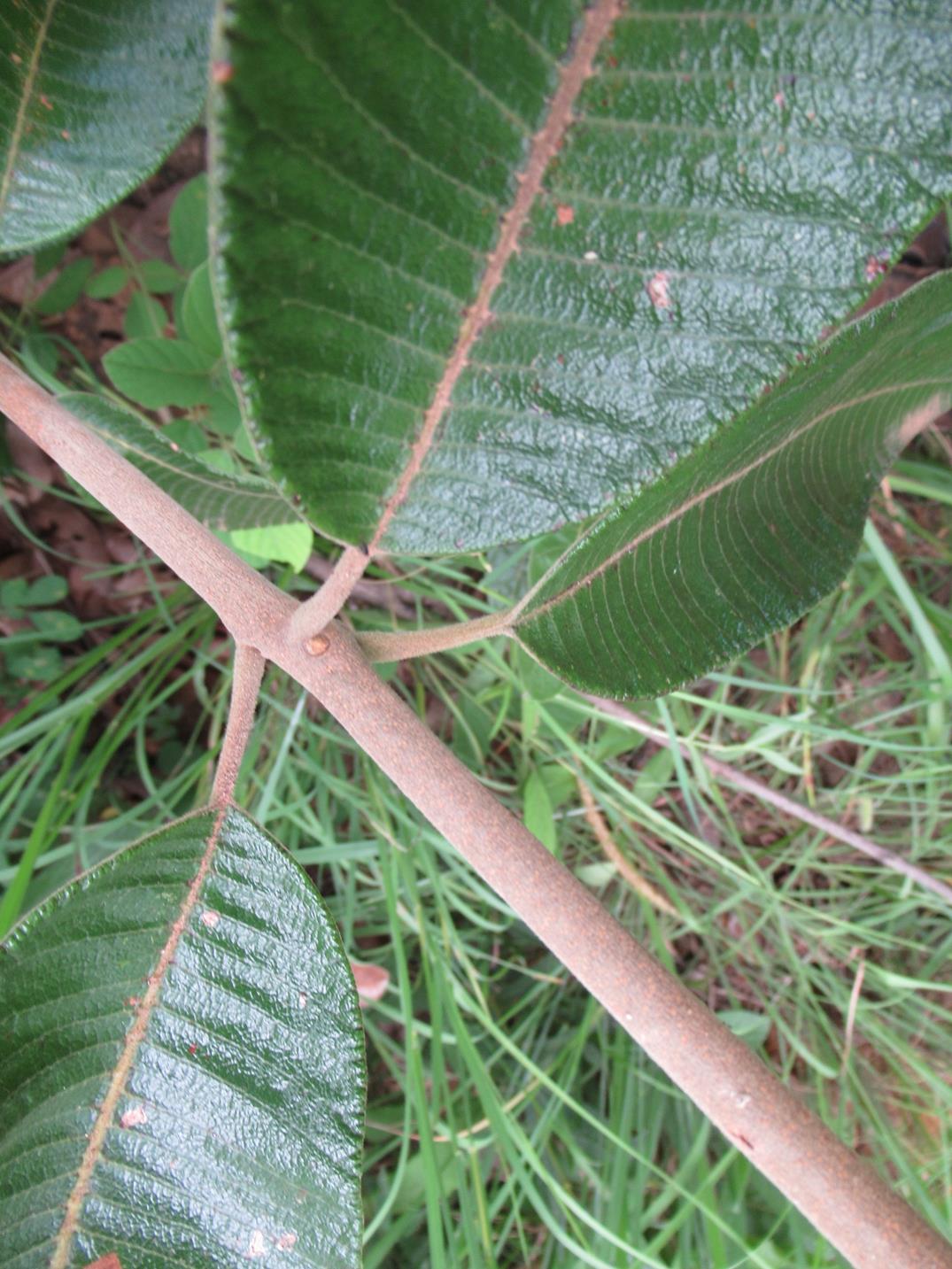 Ozoroa reticulata Ozoroa reticulata