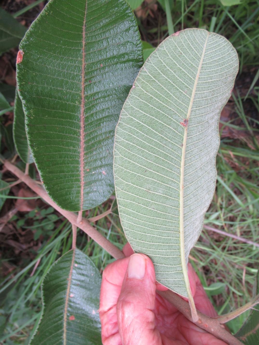 Ozoroa reticulata Ozoroa reticulata