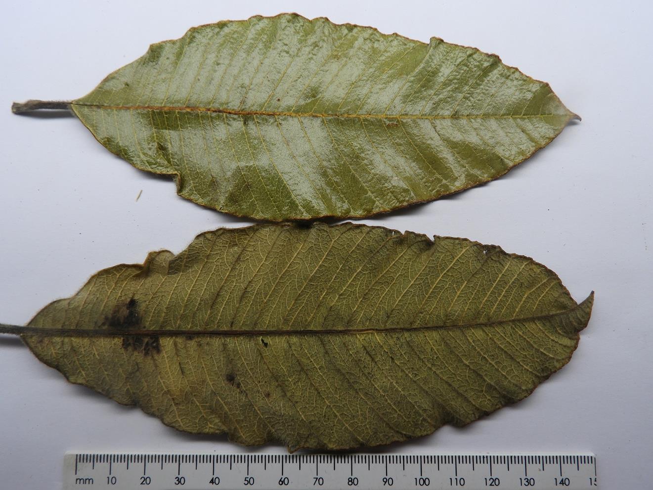 Ozoroa nitida