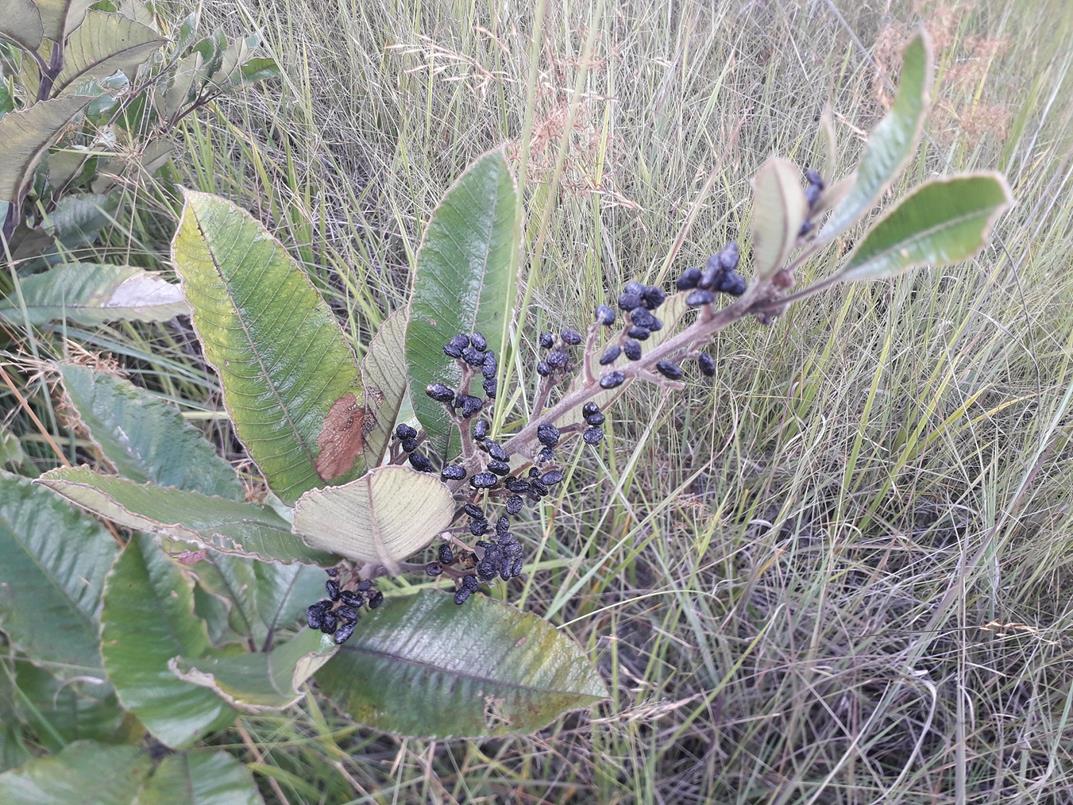 Ozoroa nitida Ozoroa nitida