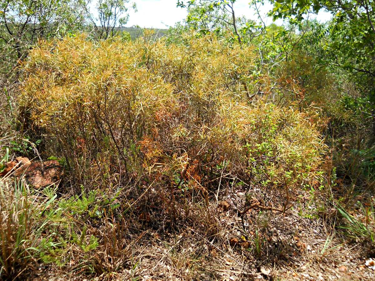 Searsia magalismontana subsp. trifoliolata Searsia magalismontana subsp. trifoliolata