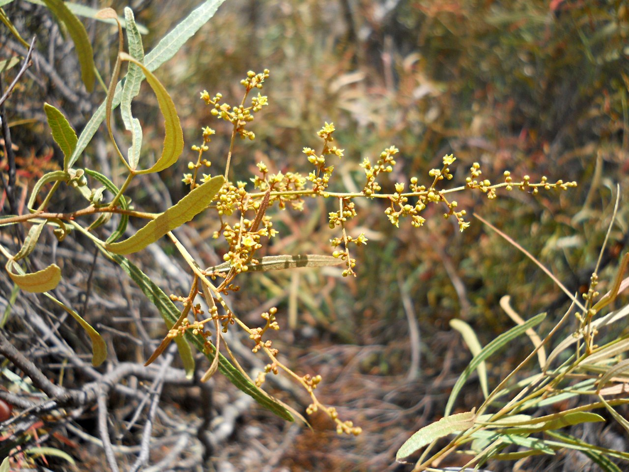 Searsia magalismontana subsp. trifoliolata