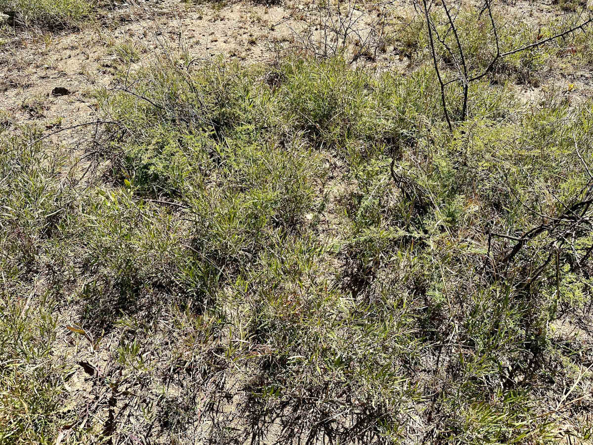 Searsia magalismontana subsp. trifoliolata