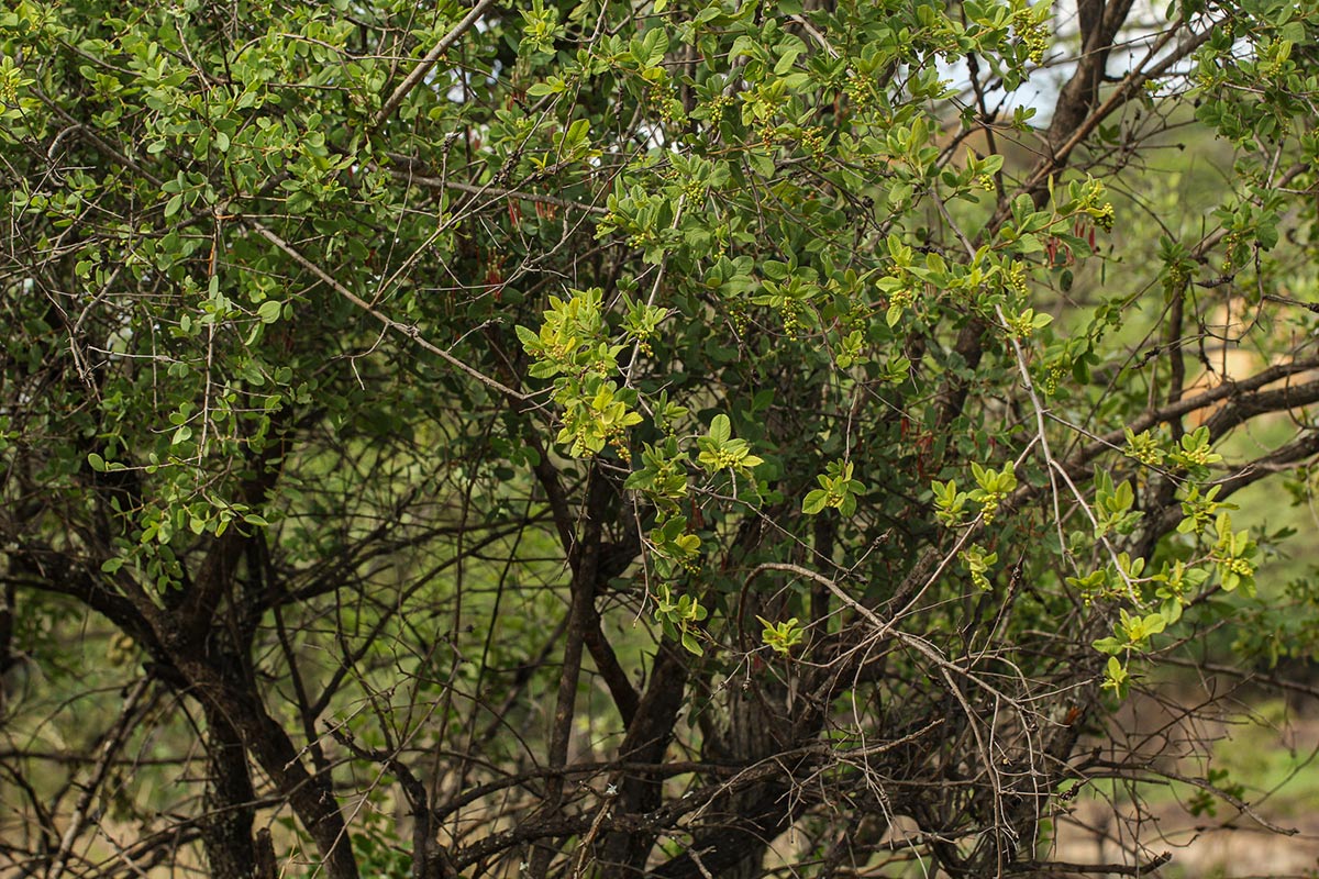 Searsia pyroides var. gracilis
