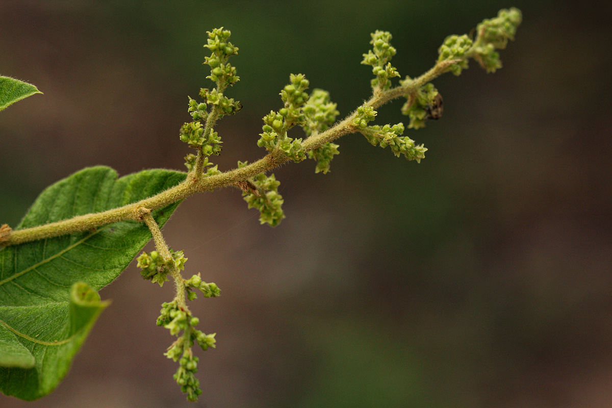 Searsia pyroides var. gracilis