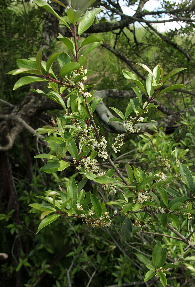 Ilex mitis var. mitis