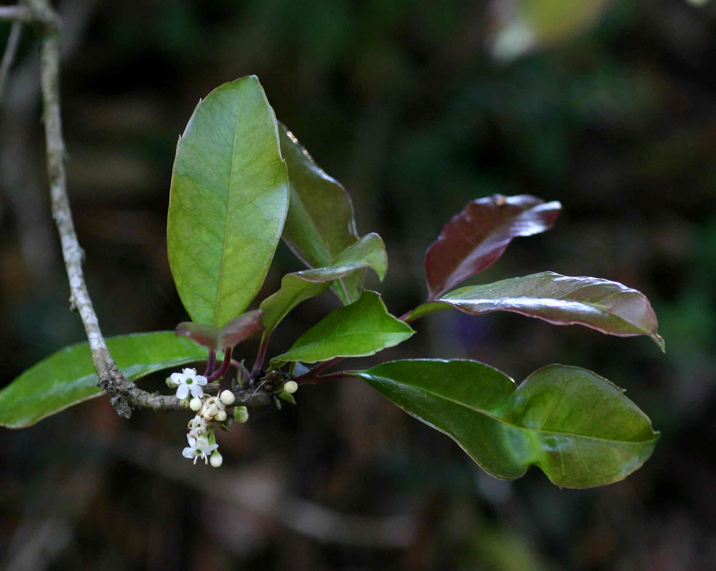 Ilex mitis var. mitis