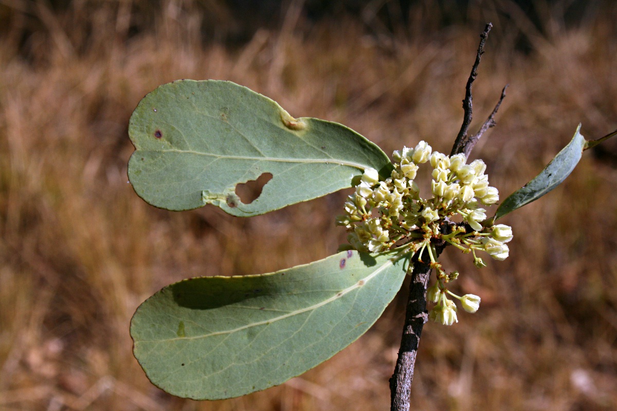 Gymnosporia senegalensis