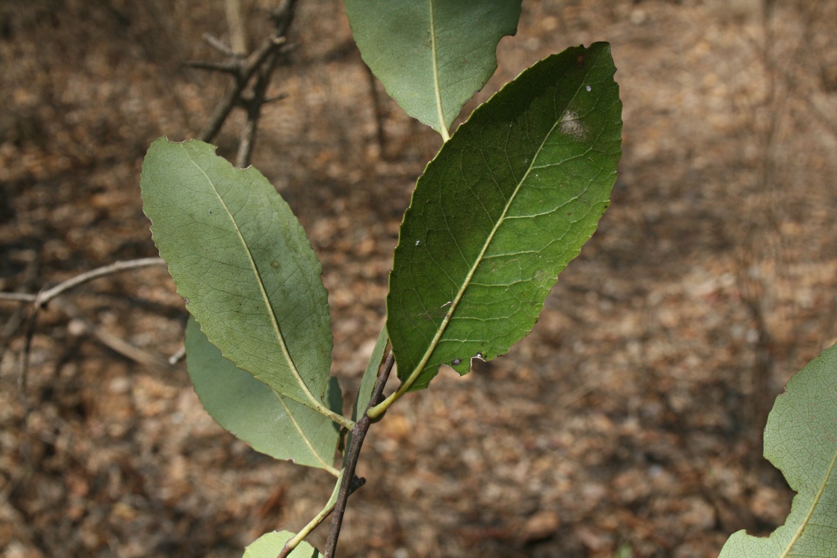 Elaeodendron matabelicum