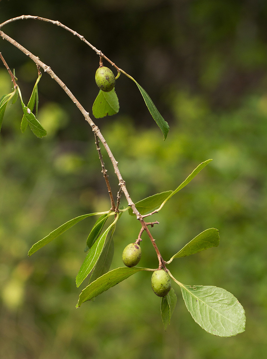 Elaeodendron schlechterianum