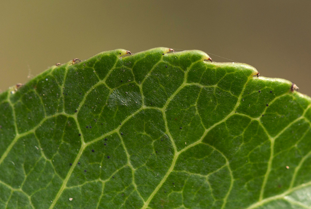 Elaeodendron schlechterianum