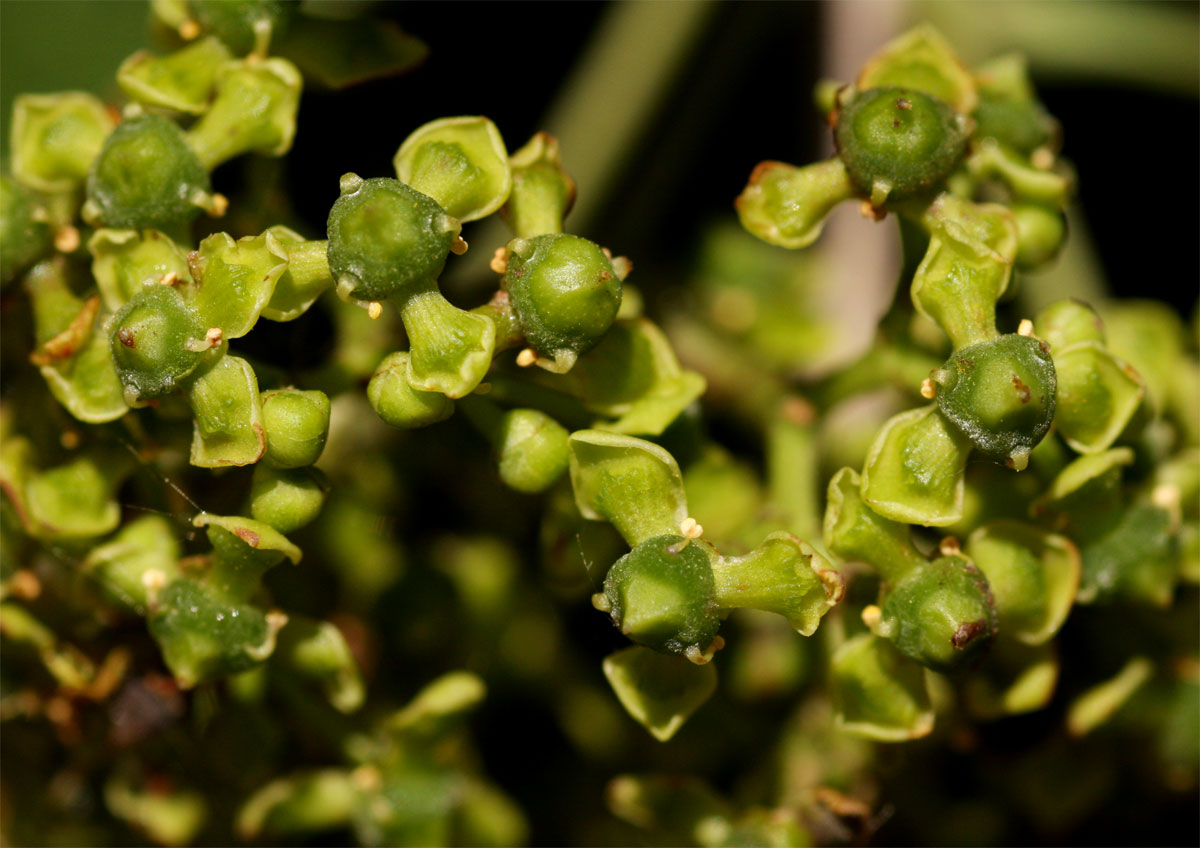 Elaeodendron transvaalense Elaeodendron transvaalense