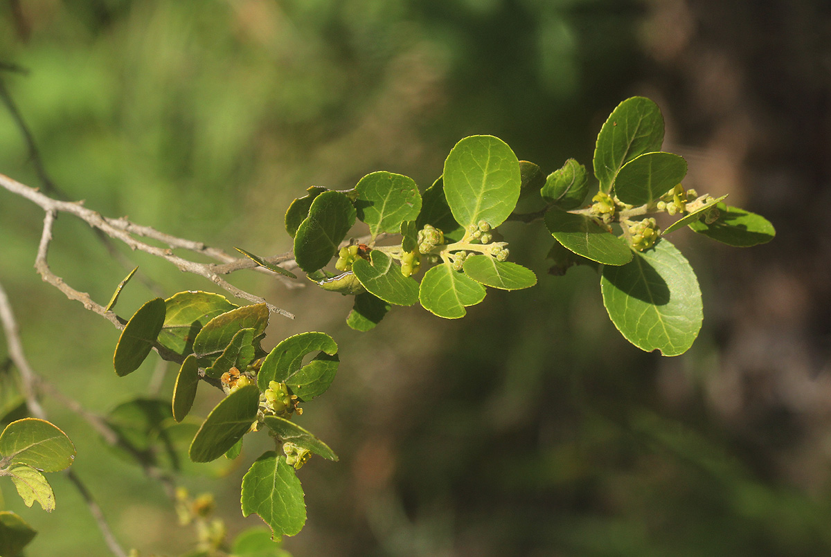 Mystroxylon aethiopicum Mystroxylon aethiopicum