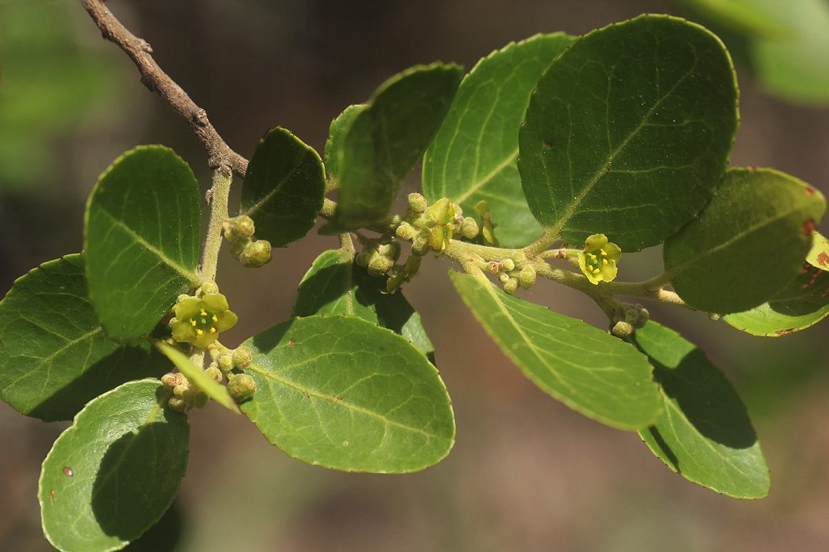 Mystroxylon aethiopicum Mystroxylon aethiopicum