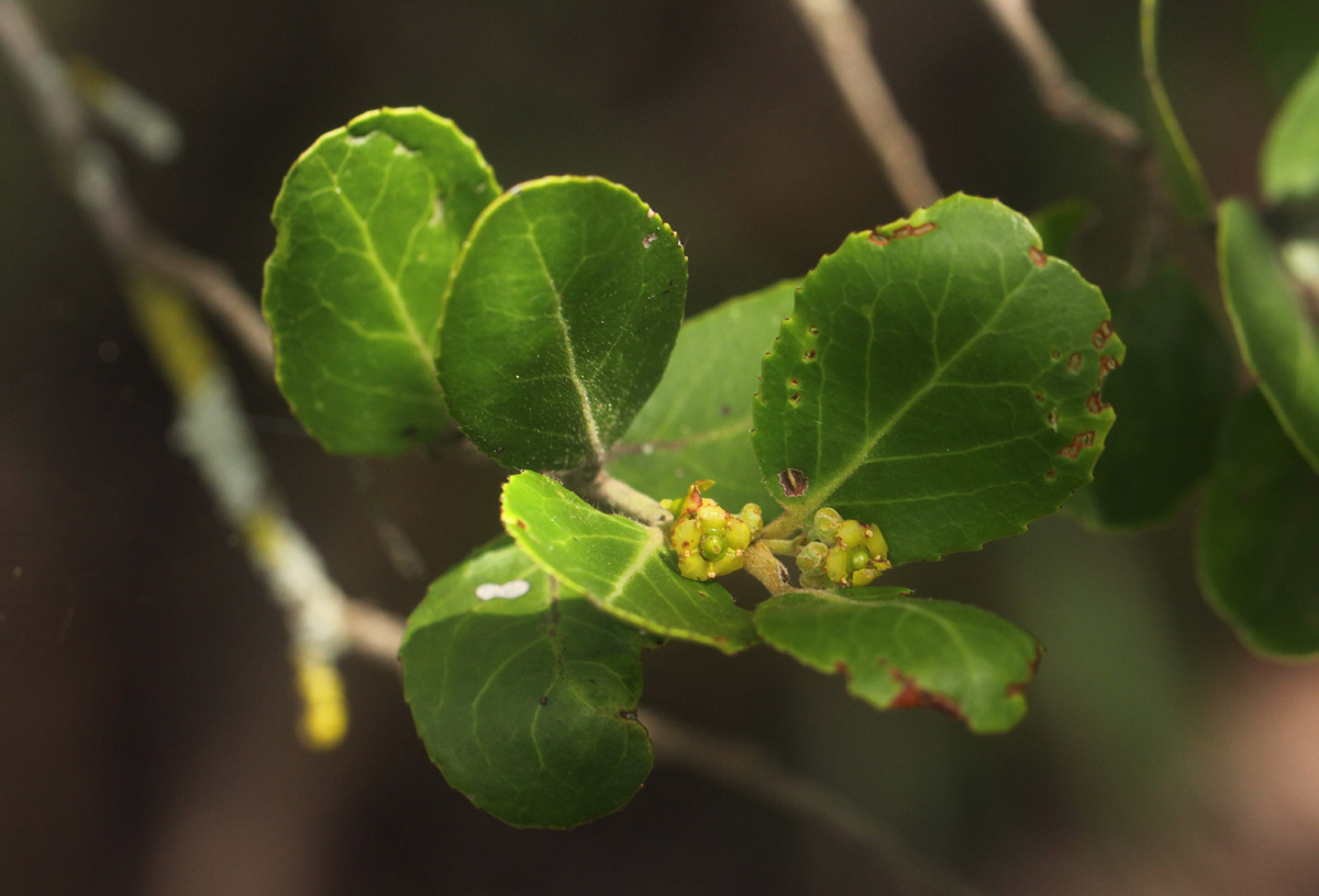 Mystroxylon aethiopicum Mystroxylon aethiopicum