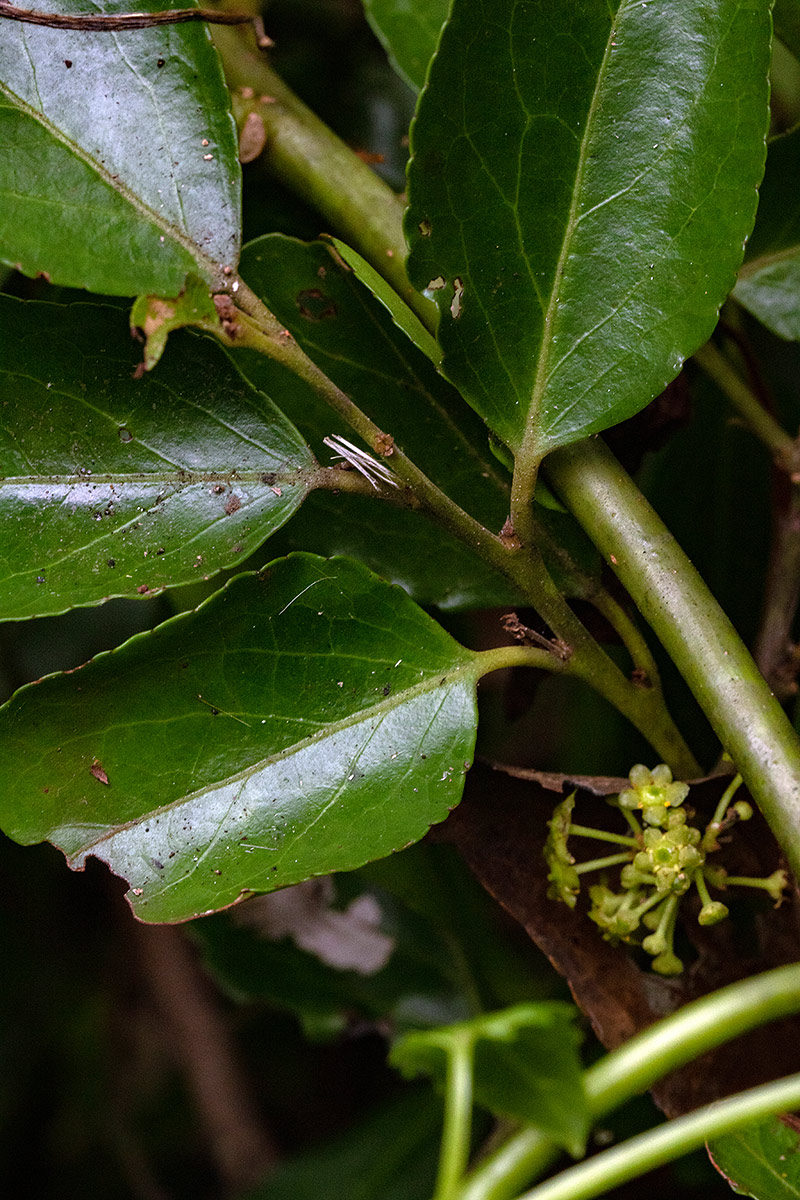 Mystroxylon aethiopicum Mystroxylon aethiopicum