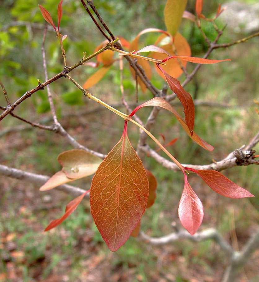 Pleurostylia africana