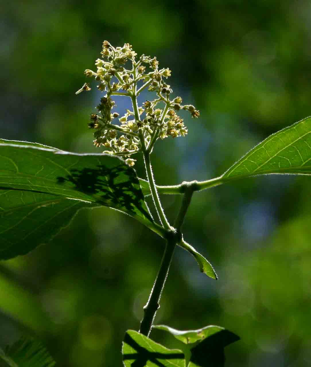 Hippocratea buchananii Hippocratea buchananii