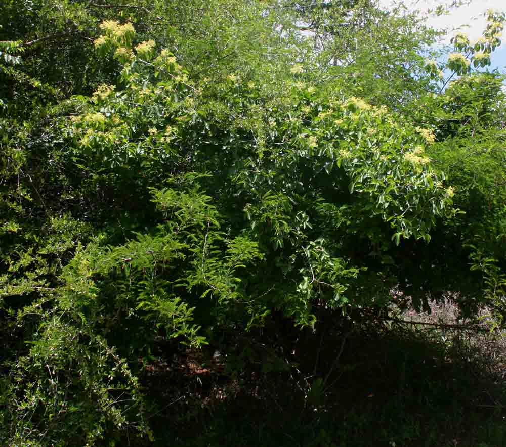 Hippocratea buchananii