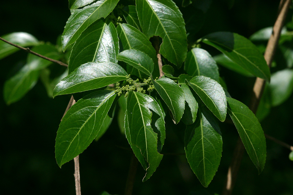 Hippocratea buchananii