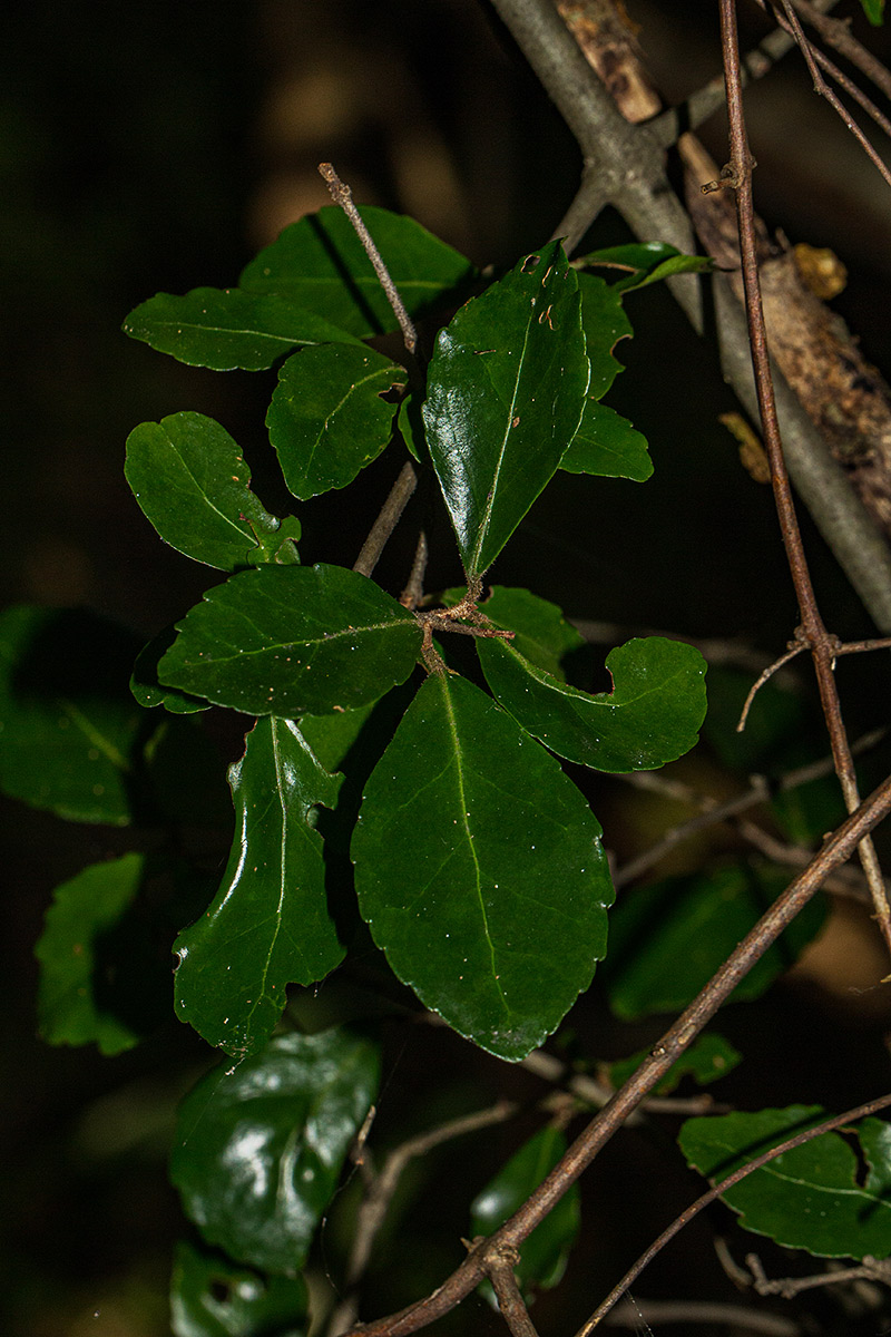 Hippocratea crenata Hippocratea crenata