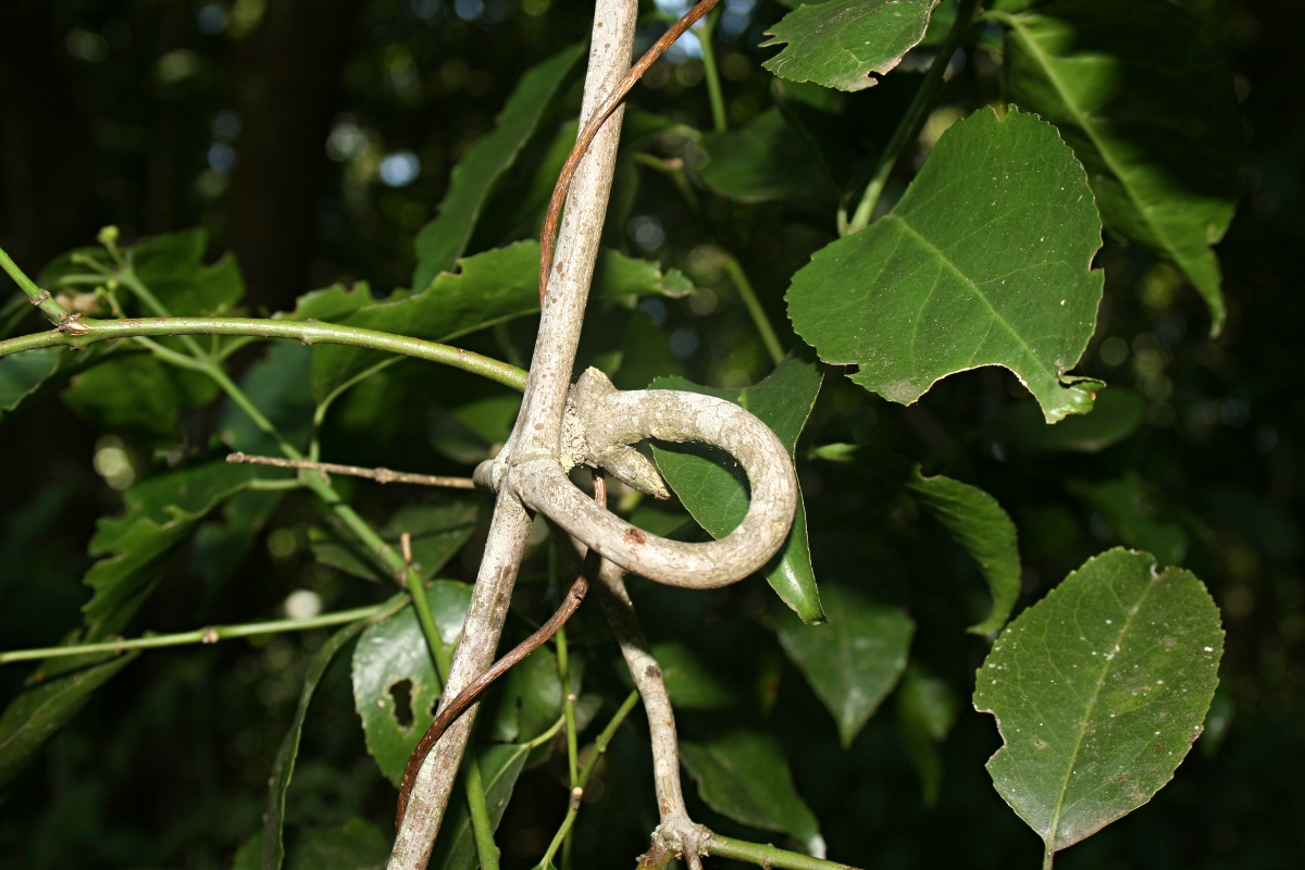Hippocratea goetzei Hippocratea goetzei