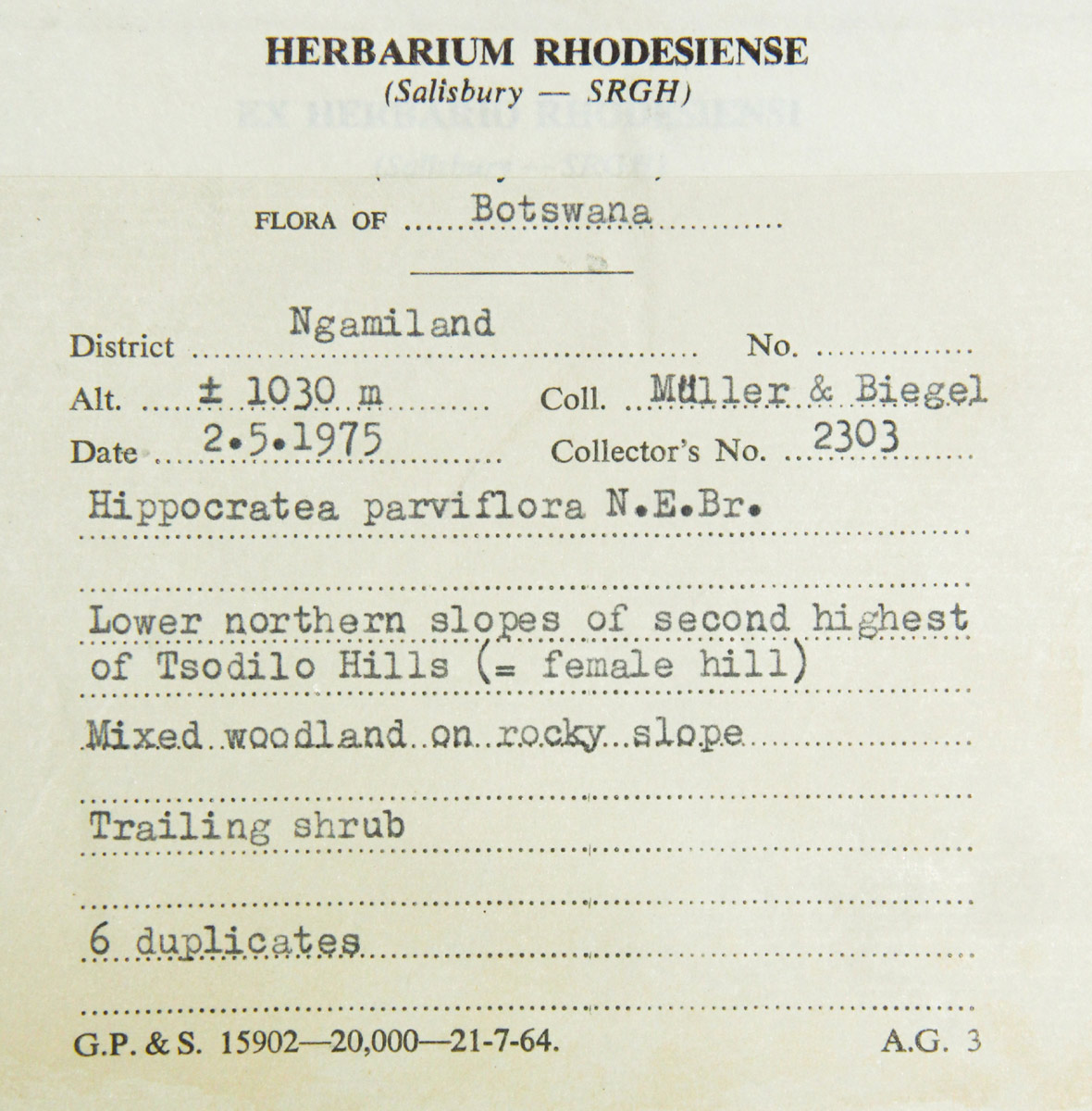 Hippocratea parviflora