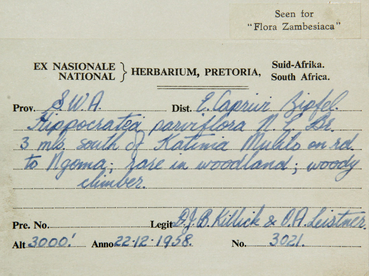 Hippocratea parviflora