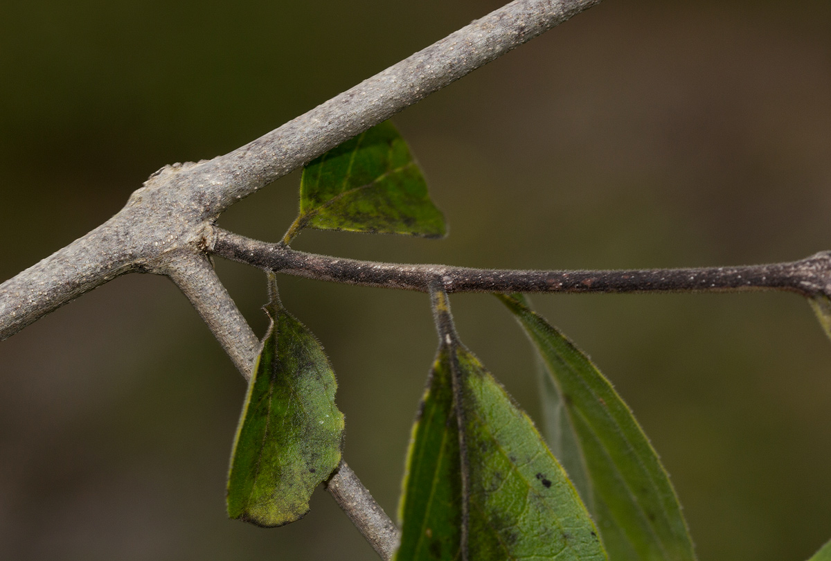 Hippocratea volkensii