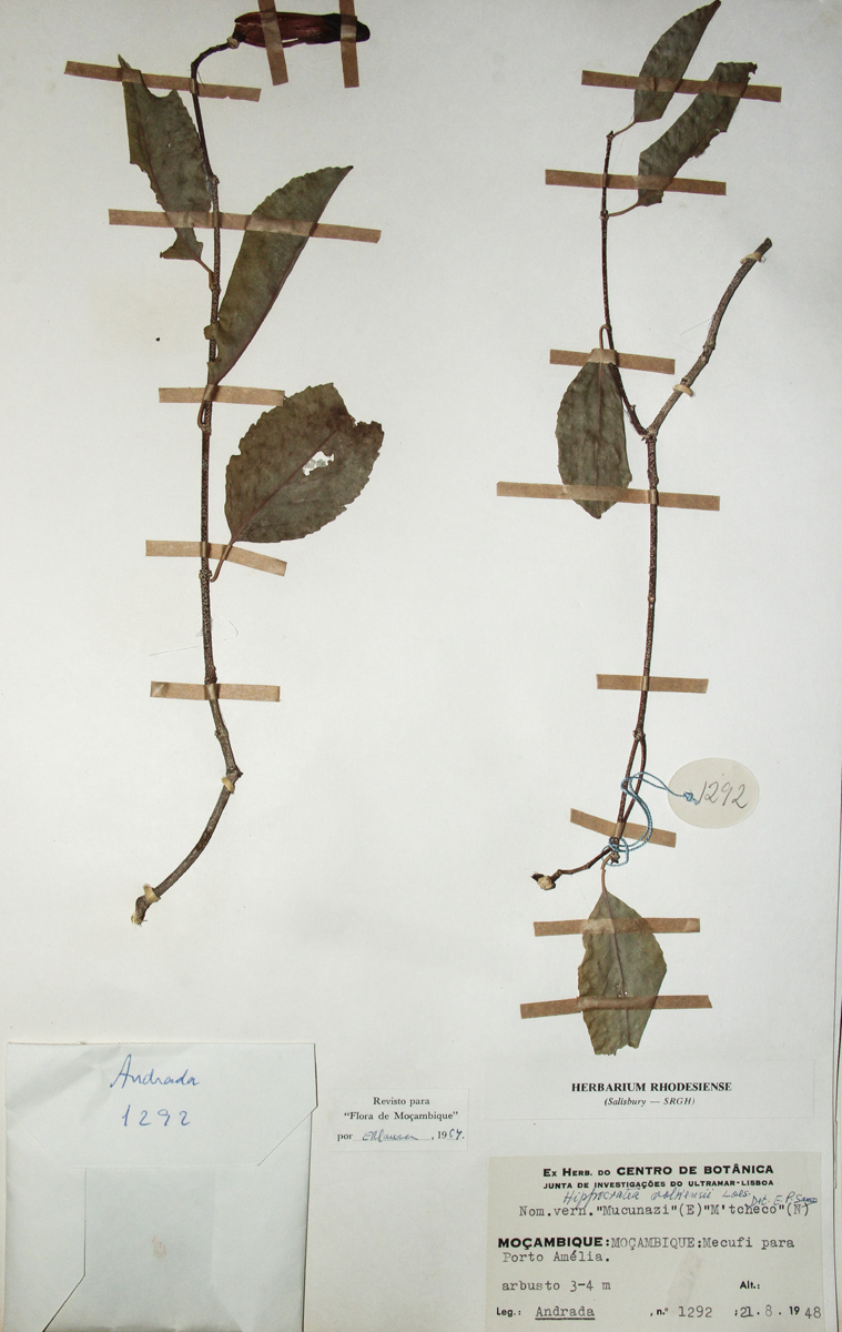 Hippocratea volkensii