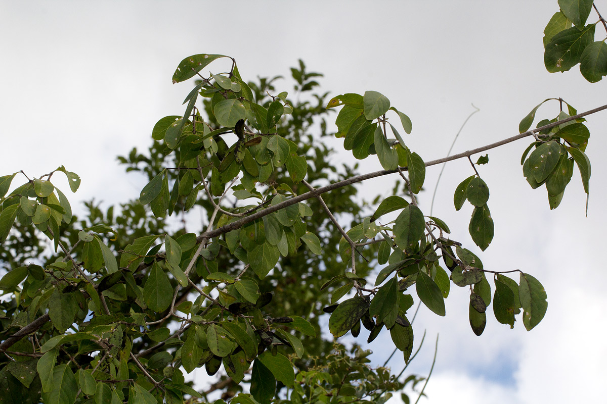 Hippocratea volkensii
