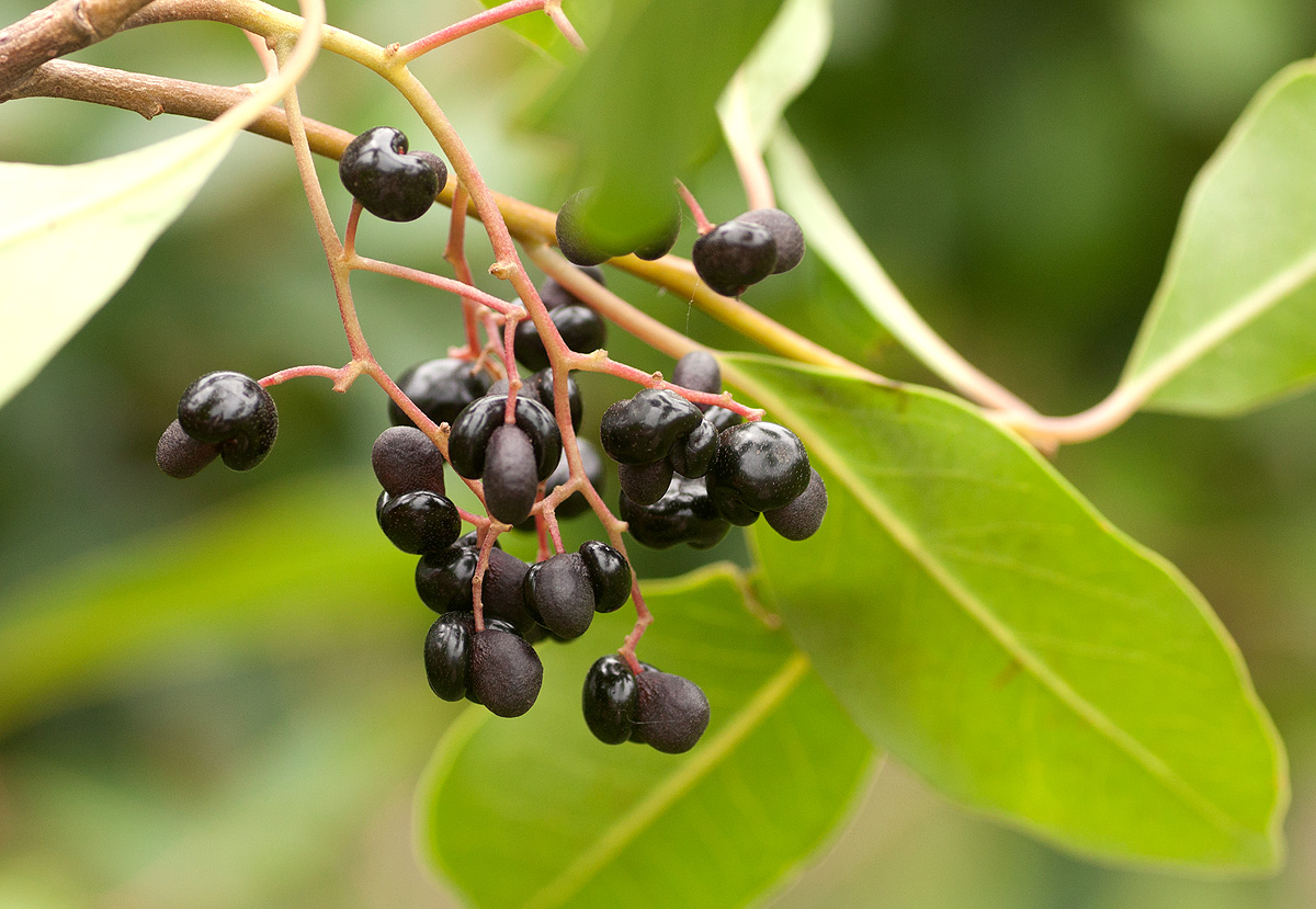 Apodytes dimidiata Apodytes dimidiata