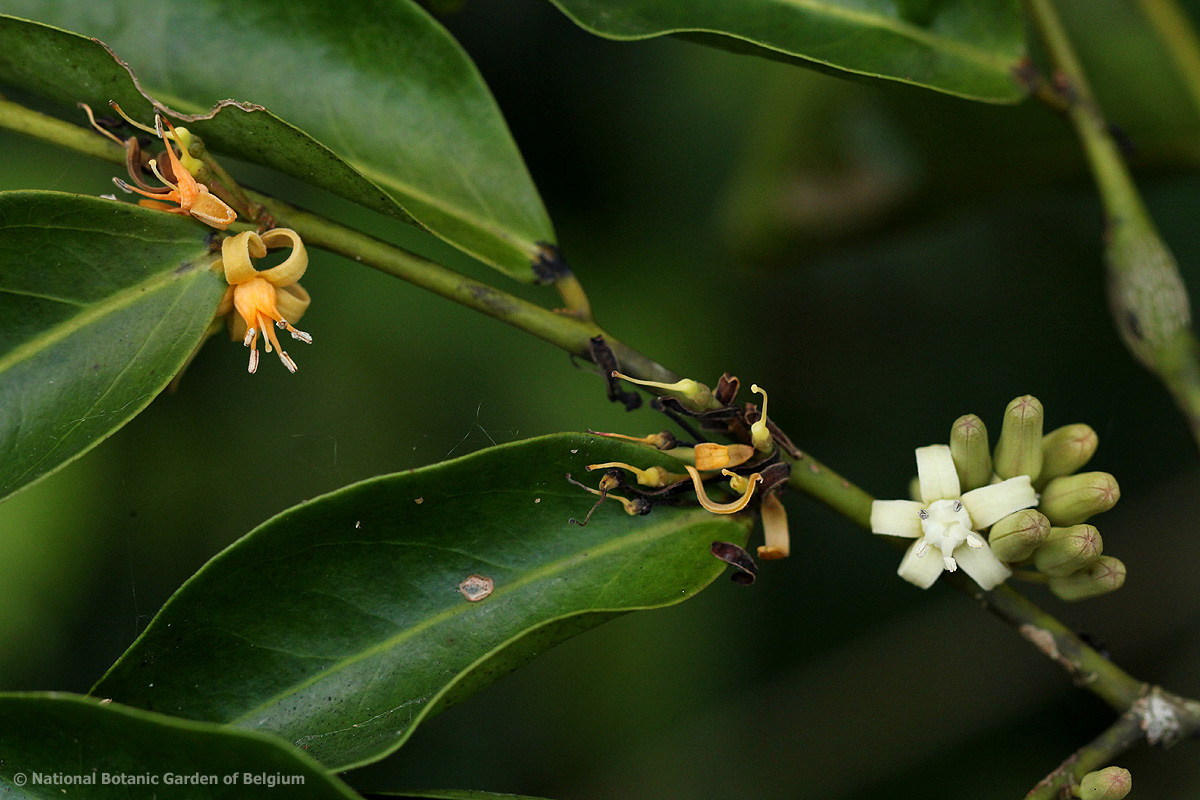 Rhaphiostylis beninensis
