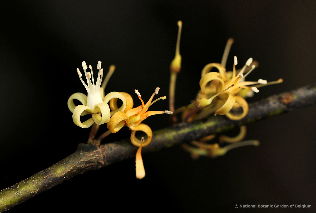 Rhaphiostylis beninensis