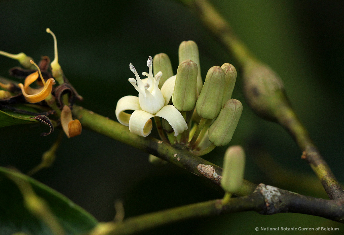 Rhaphiostylis beninensis