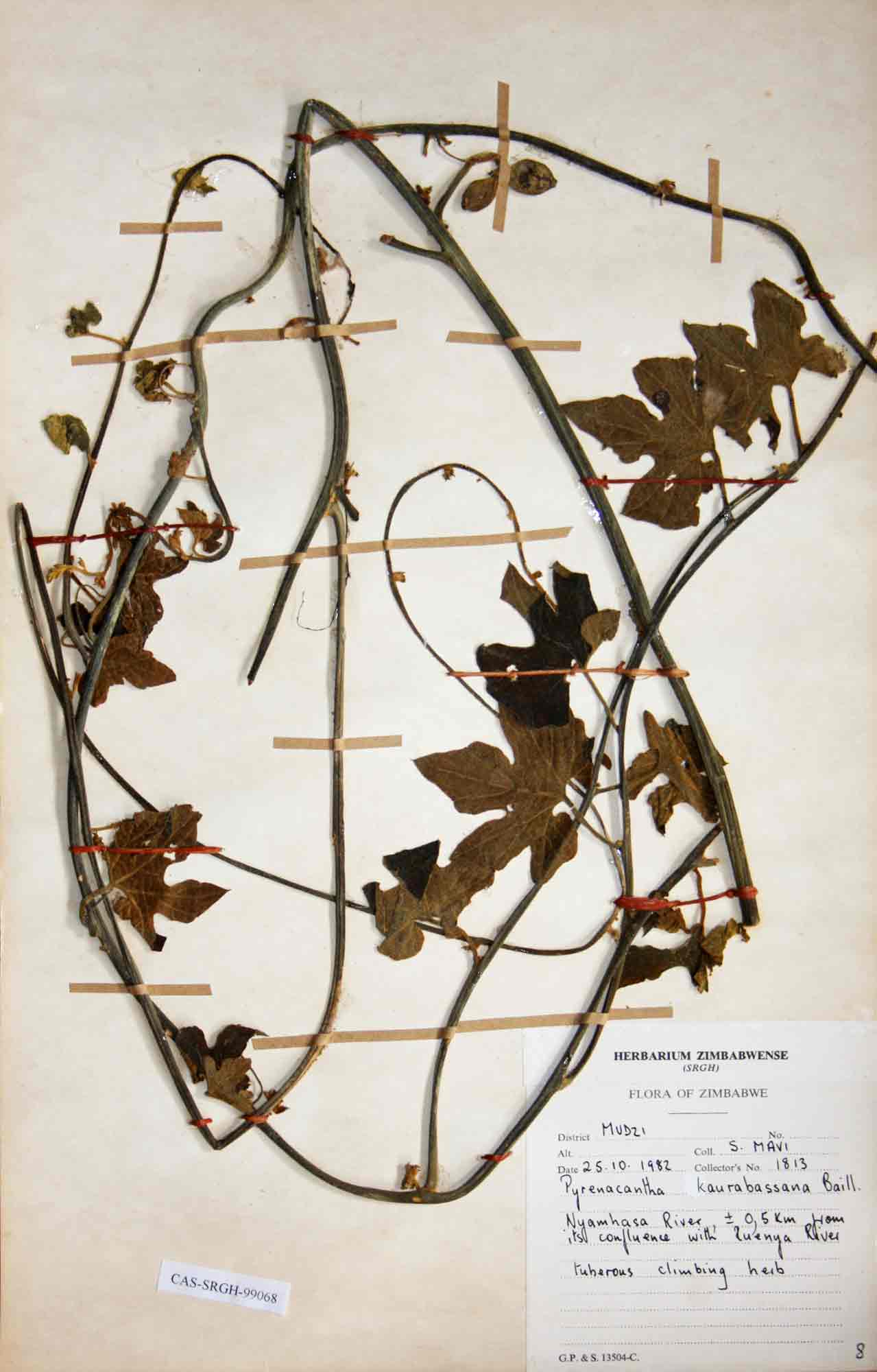 Pyrenacantha kaurabassana