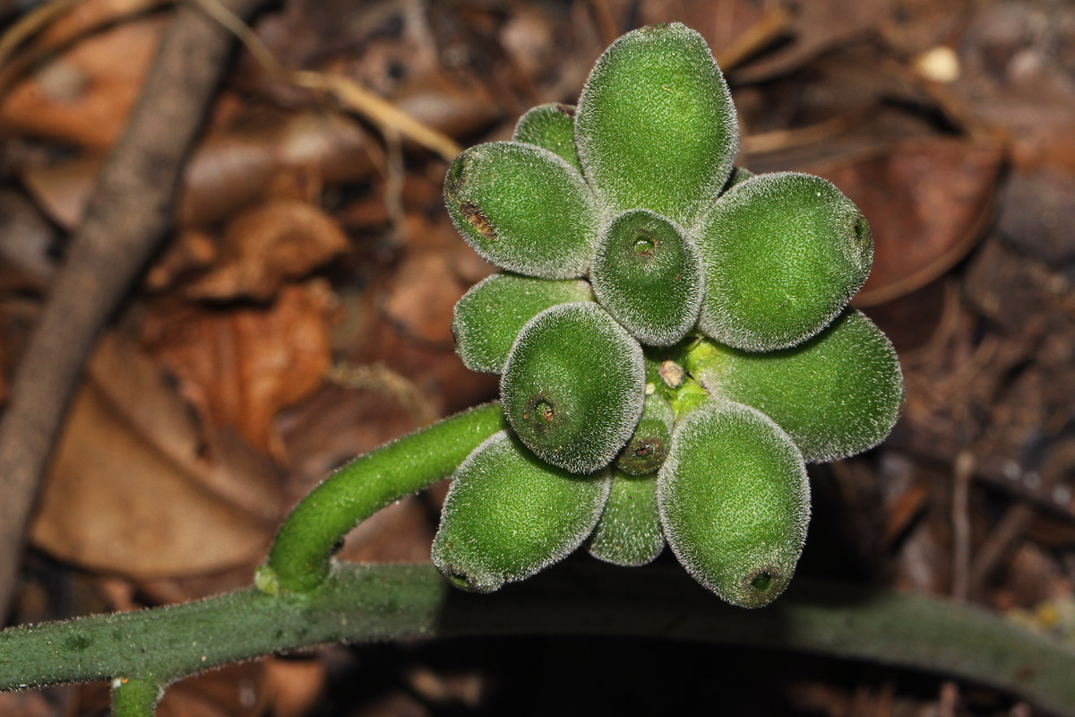 Pyrenacantha kaurabassana Pyrenacantha kaurabassana