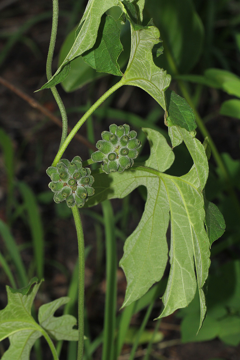 Pyrenacantha kaurabassana Pyrenacantha kaurabassana